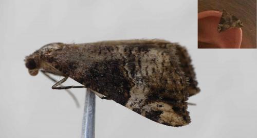 Hypena obsitalis